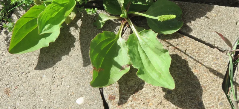 Groblad med brede, ovale blader