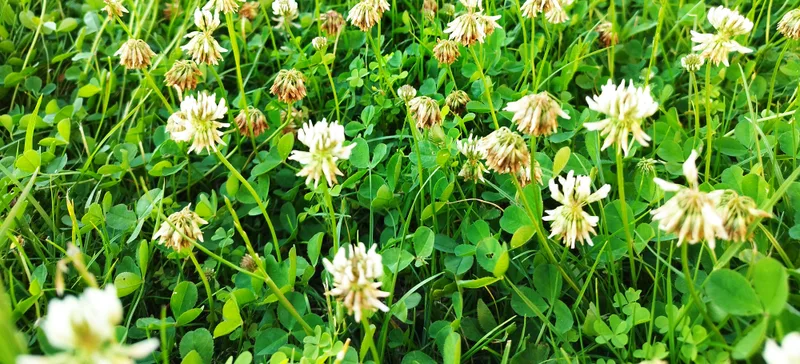 Hvitkløver i plen med hvite blomster