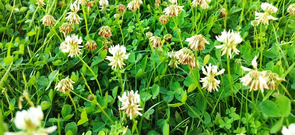 Hvitkløver med karakteristiske tredelte blader og hvite blomster