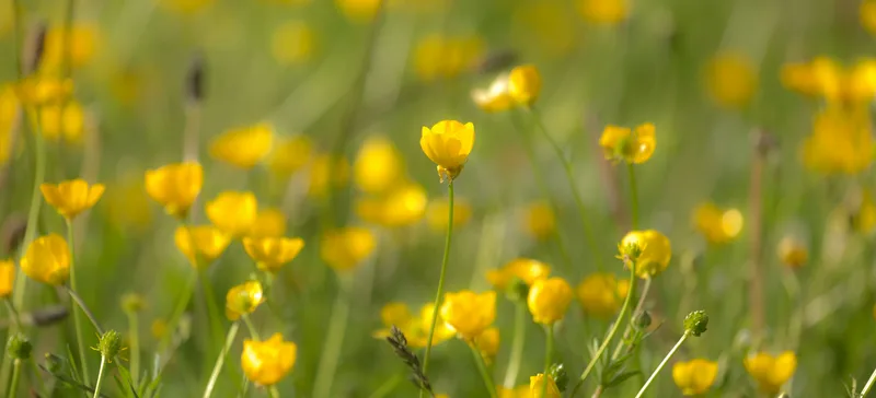 Krypsoleie med blanke gule blomster