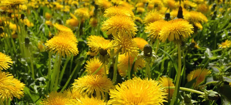 Løvetann i plen med gule blomster