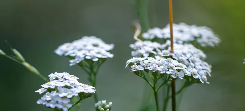 Ryllik med hvite blomsterklaser