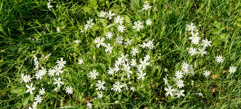 Vassarve med små hvite stjerneformede blomster